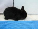 PF8190 - Angora Rabbit Rabbit