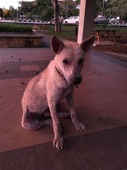 Coffee @ Port Dickson - Mixed Breed Dog