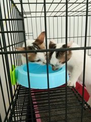 The Mi's - Domestic Short Hair + Calico Cat