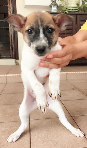 Puppies - Mixed Breed Dog