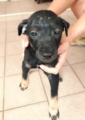 Puppies - Mixed Breed Dog