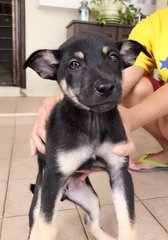 Puppies - Mixed Breed Dog