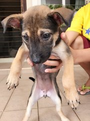 Puppies - Mixed Breed Dog