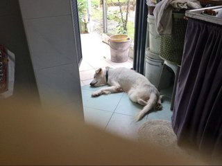 Boy - Labrador Retriever Mix Dog