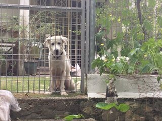 Boy - Labrador Retriever Mix Dog