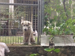 Boy - Labrador Retriever Mix Dog