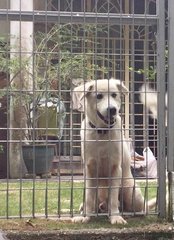 Boy - Labrador Retriever Mix Dog