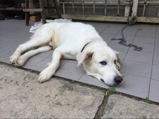 Boy - Labrador Retriever Mix Dog