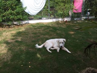 Boy - Labrador Retriever Mix Dog