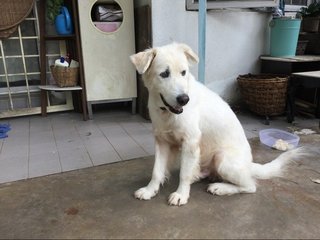 Boy - Labrador Retriever Mix Dog