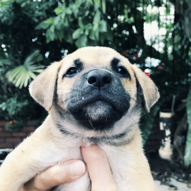 Monkey - Mixed Breed Dog