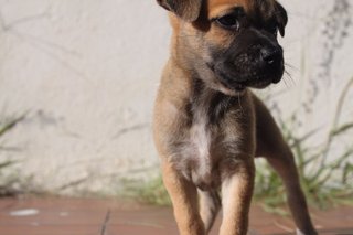 Monkey - Mixed Breed Dog