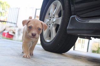 Peanut - Mixed Breed Dog