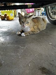 Orange - Domestic Short Hair Cat