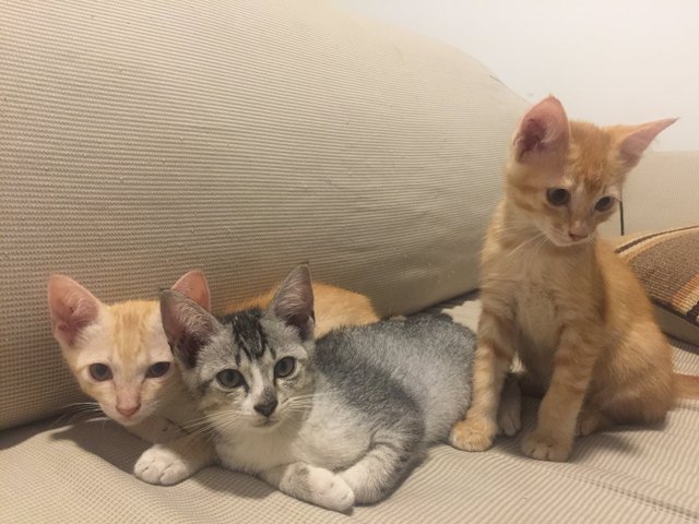 3 Adorable Kittens - Domestic Short Hair Cat