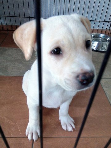 Cute Chubby Male Puppy - Mixed Breed Dog