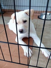 Cute Chubby Male Puppy - Mixed Breed Dog