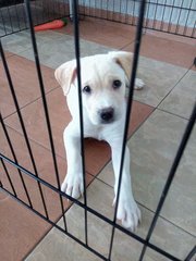 Cute Chubby Male Puppy - Mixed Breed Dog