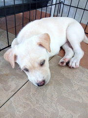 Cute Chubby Male Puppy - Mixed Breed Dog