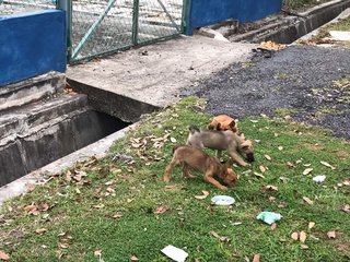 Da Ge, Er Ge, Xiao Di - Mixed Breed Dog