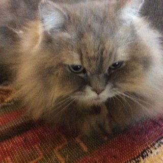 Deedee - Persian Cat