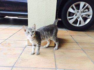 PF81099 - Domestic Short Hair Cat