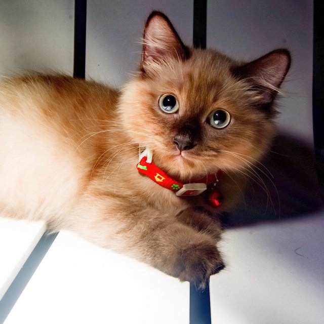 Bunny - Domestic Long Hair Cat