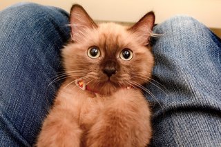 Bunny - Domestic Long Hair Cat