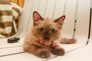 Bunny - Domestic Long Hair Cat