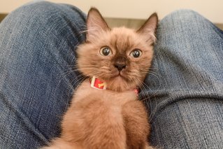 Bunny - Domestic Long Hair Cat