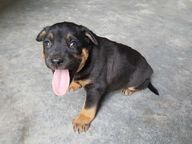 Blacky - Mixed Breed Dog