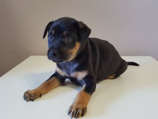 Blacky - Mixed Breed Dog