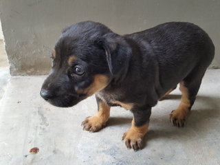 Blacky - Mixed Breed Dog