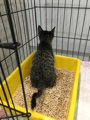 Clever girl knows how to use litter tray to pee and poo.