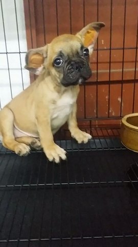 Female Fawn Color French Bulldog  - French Bulldog Dog