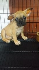 Female Fawn Color French Bulldog  - French Bulldog Dog