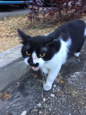 Tompok - Domestic Long Hair Cat