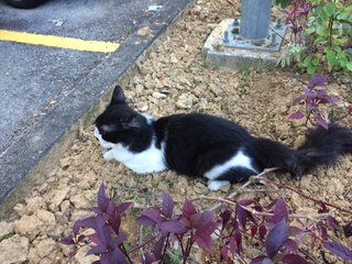 Tompok - Domestic Long Hair Cat