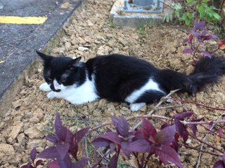 Tompok - Domestic Long Hair Cat