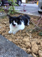 Tompok - Domestic Long Hair Cat