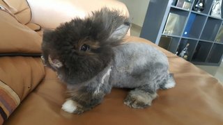 PF81137 - Angora Rabbit + Dwarf Rabbit