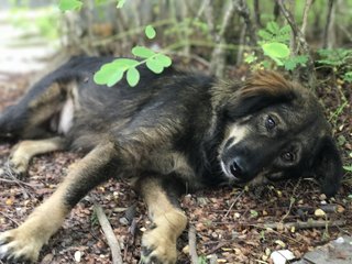 Daaisy - Golden Retriever Mix Dog