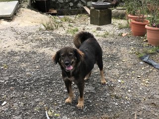 Daaisy - Golden Retriever Mix Dog