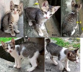 Bijo, Billie And Bijin - Domestic Short Hair Cat