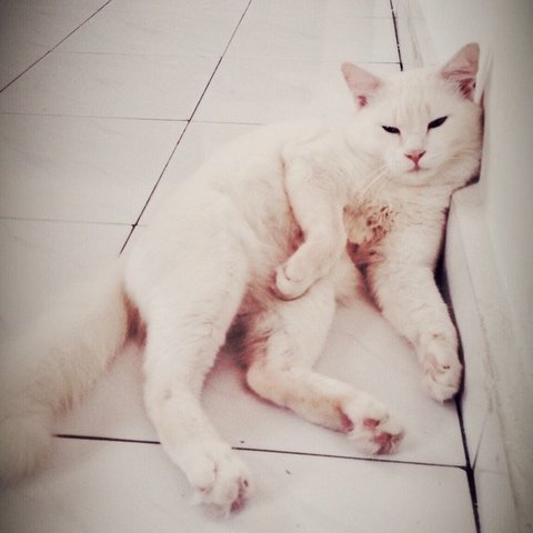 Snowie Lancaster A.k.a President Snow - American Shorthair + Domestic Medium Hair Cat