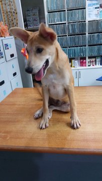 Kellie - Mixed Breed Dog