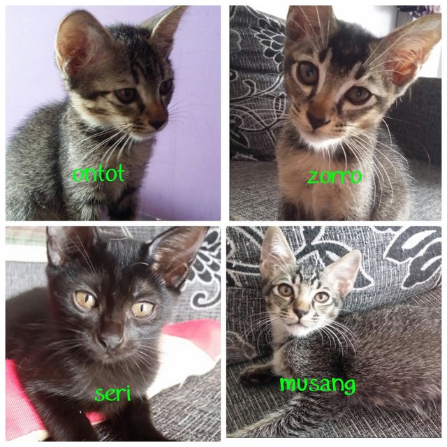 Musang, Ontot, Zorro - Domestic Medium Hair Cat