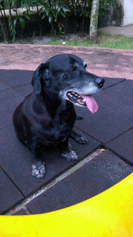 Unknown - Labrador Retriever Mix Dog