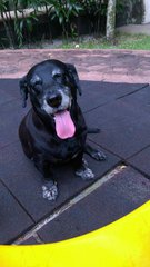 Unknown - Labrador Retriever Mix Dog