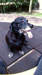 Unknown - Labrador Retriever Mix Dog